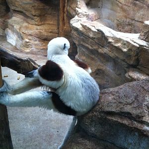 Saint Louis Zoo: Primate House