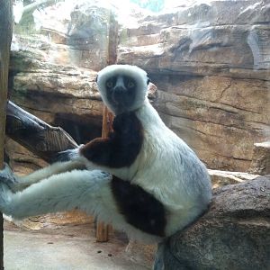 Saint Louis Zoo: Primate House