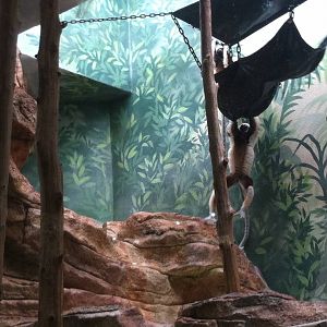 Saint Louis Zoo: Primate House