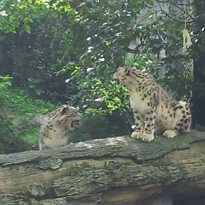 Snow leopard