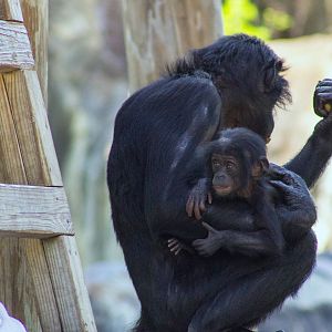 Bonobo Mother and Baby
