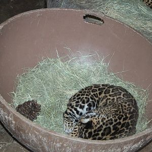 Baby Jaguar