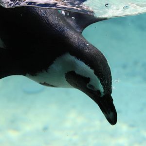 African Penguin