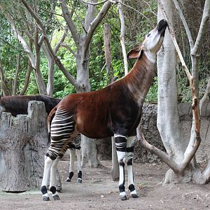 Okapi