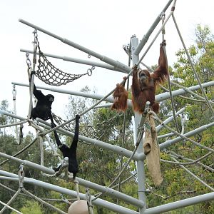 Siamang and Orangutan