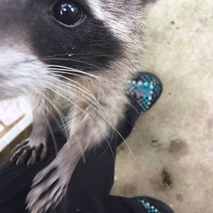 Kira the baby raccoon