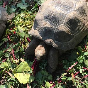 Santiago the Aldabra