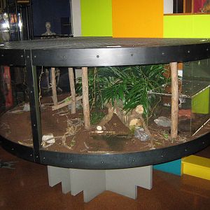 tarantula tank, Canterbury Museum