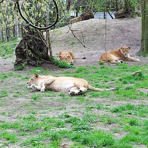 Lions