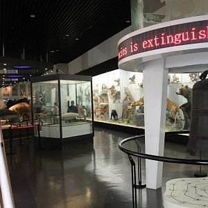 mammal hall