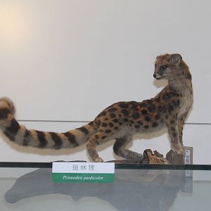 Spotted Linsang (Prionodon pardicolor)