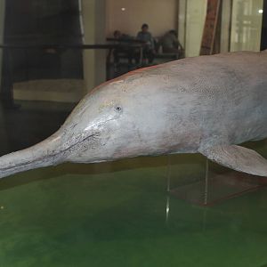 Baiji (Lipotes vexillifer)