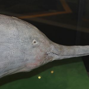 Baiji (Lipotes vexillifer)