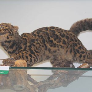 Marbled Cat (Pardofelis marmorata)