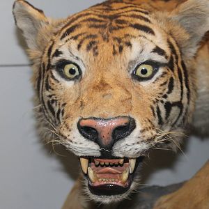 Tiger (Panthera tigris)