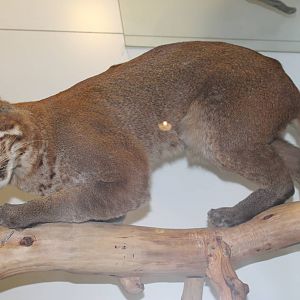 Asiatic Golden Cat (Catopuma temminckii)