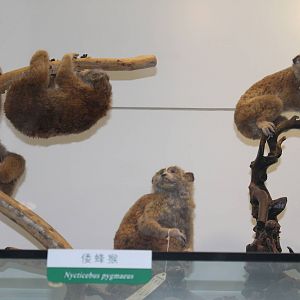 Pigmy Slow Lorises (Nycticebus pygmaeus)