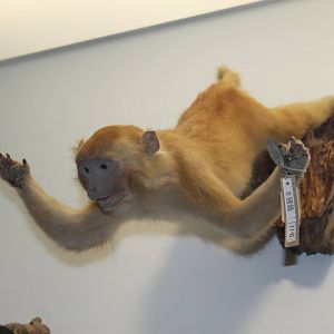 skydiving Rhesus Macaque (Macaca mulatta)