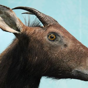 Chinese Serow (Capricornis milneedwardsii)