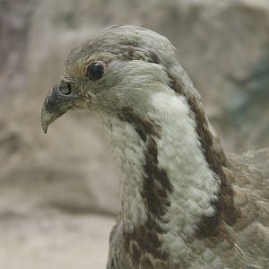Himalayan Snowcock (Tetraogallus himalayensis)