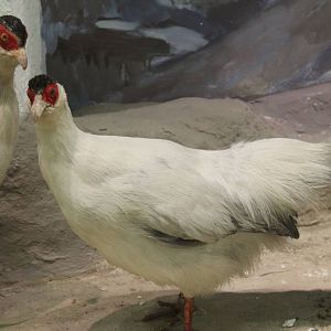 White Eared Pheasants (Crossoptilon crossoptilon)