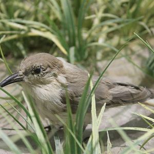 Hume's Ground Jay (Pseudopodoces humilis)