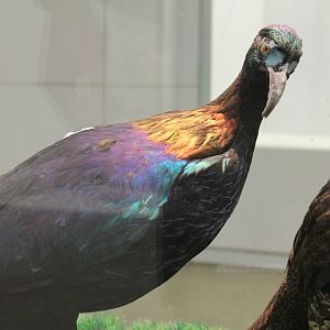 Chinese Monals (Lophophorus lhuysii)