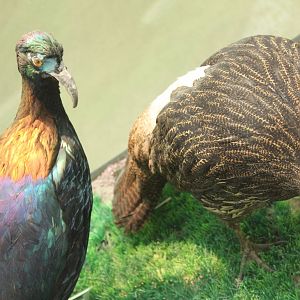 Chinese Monals (Lophophorus lhuysii)