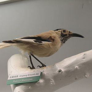 Xinjiang Ground Jay (Podoces biddulphi)