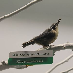 Yunnan Nuthatch (Sitta yunnanensis)