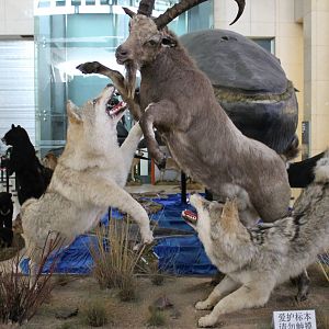 wolves attacking ibex