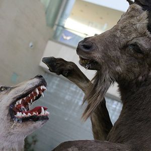 wolves attacking ibex