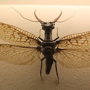 Giant Dobsonfly (Acanthacorydalis fruhstorferi)