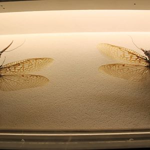 Giant Dobsonflies (Acanthacorydalis fruhstorferi)