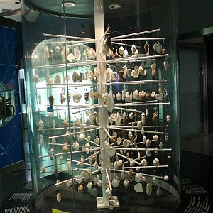 Foraminifera display