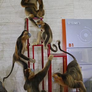 Golden Snub-nosed Monkeys (Rhinopithecus roxellana)