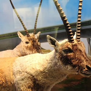 Chiru (Pantholops hodgsonii)