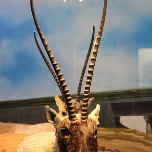 Chiru (Pantholops hodgsonii)