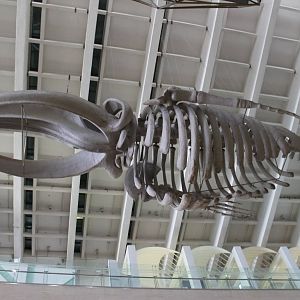 whale skeleton