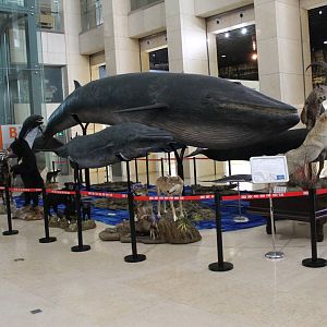 all sorts of animals....