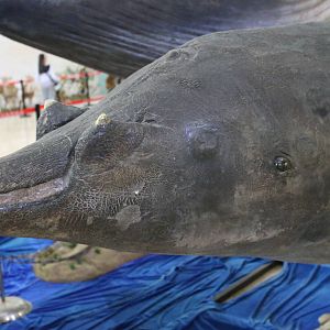 Blainville's Beaked Whale (Mesoplodon densirostris)