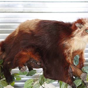 Red And White Giant Flying Squirrel (Petaurista alborufus)