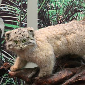 a really surprised Pallas Cat (Otocolobus manul)