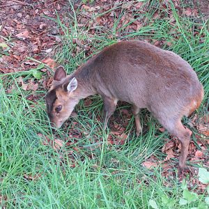 Reeves' Muntjac 060515