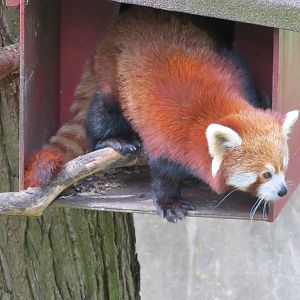 Red Panda 060515
