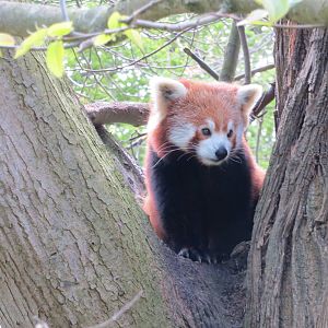 Red Panda 060515
