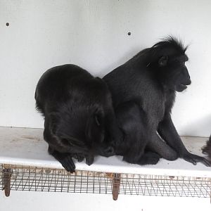 Sulawesi Black Crested Macaques 060515