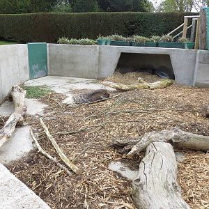 Indian Crested Porcupine Enclosure 060515