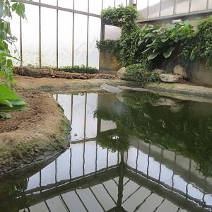 Mugger Crocodiles 060515