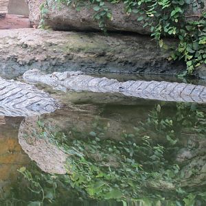 Mugger Crocodiles 060515